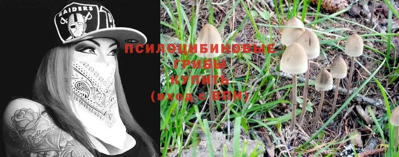 Псилоцибиновые грибы Psilocybe  цена   omg ссылка  даркнет наркотические препараты  Правдинск 